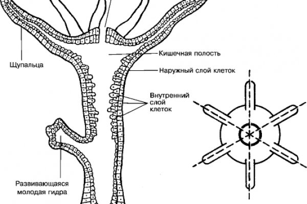 Кракен са